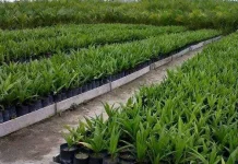 Merawat Bibit dan Meningkatkan Potensi Hasil Panen Kelapa Sawit