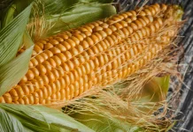 Penyebab Benang Jagung Sering Dijadikan Seduhan