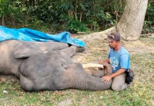 Gajah Diego Mati, Diduga Alami Infeksi Saluran Pencernaan Kronis