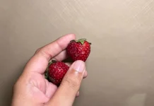 Penyebab Strawberry Cepat Berjamur