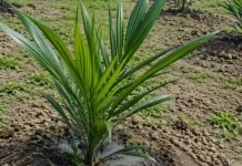 Cara Menanam Kelapa Sawit dari Persiapan Lahan hingga Perawatan Tanam