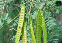 Petai Cina Sumber Nutrisi dan Antioksidan Alami