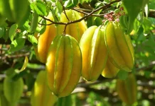 Buah Belimbing Kaya Nutrisi dan Antioksidan