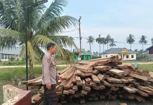 Polres Rohil Tangkap Pelaku Ilegal Logging