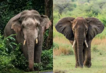 Perbedaan Gajah Asia dan Gajah Afrika