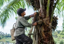 Beniro, Warisan Pengetahuan Melayu Riau dalam Menyadap Nira