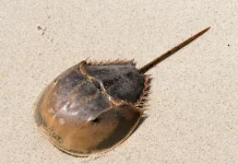 Kepiting Tapal Kuda ternyata Kerabat Dekat Laba-laba