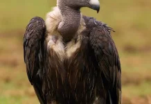 Populasi Burung Nasar Terancam, Konservasi Terus Dilakukan