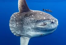 Mengenal Mola Mola, Ikan Raksasa yang Suka Berjemur