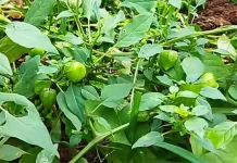 Manfaat Pohon Ciplukan untuk Kesehatan yang Kaya Potensi Herbal