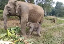 Anak Gajah Lahir di Taman Nasional Tesso Nilo