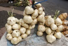Bengkoang Kaya Serat dan Vitamin C untuk Kesehatan