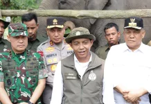 Anak Gajah Tesso Nilo Diberi Nama Ganesha oleh Titiek Soeharto