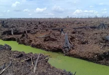 WALHI Riau Soroti Rencana Pembentukan BPGMN