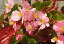 Mengenal Morfologi Tanaman Begonia, Bunga Hias yang Bisa Dimakan