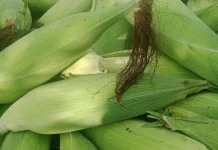 Sedikit Garam saat Merebus Jagung, Benarkah Lebih Manis