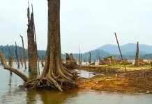 Munculnya Desa Koto Masjid yang Terendam di Waduk PLTA Koto Panjang
