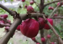 Mengenal Mahkota Dewa, Tanaman Herbal Asal Papua