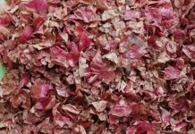 Jangan Dibuang, Kulit Bawang Bisa Dimanfaatkan untuk Menyuburkan Tanaman