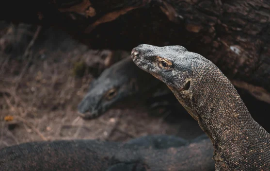 Mengenal Komodo: Naga tanpa Sayap yang Hanya Ada di Indonesia