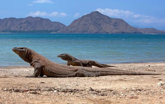 Taman Nasional Komodo: Situs Warisan Dunia UNESCO sejak 1991