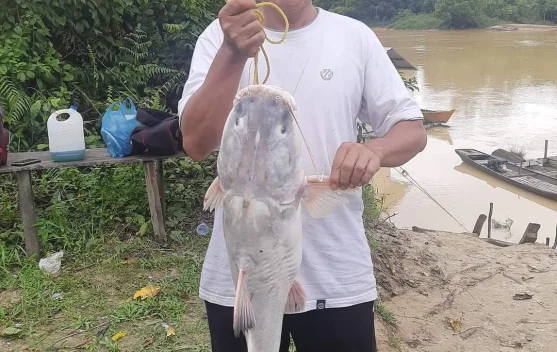 Ikan Geso di Sungai Kampar Target Favorit Para Angler