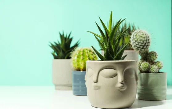 Keajaiban Duri: Manfaat Kaktus bagi Kehidupan