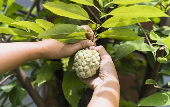 Manfaat Tersembunyi Srikaya untuk Kesehatan Tubuh