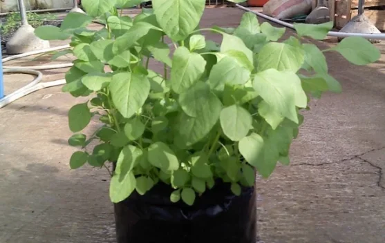 Cara Menanam Bayam di Rumah dengan Mudah