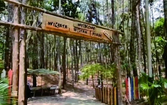 Hutan Pinus Kampar Destinasi Favorit Wisatawan Lokal