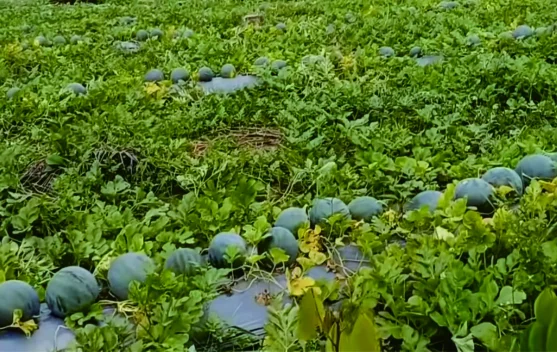 Rahasia Sukses Berkebun Semangka di Riau