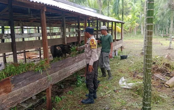 Dukung Ketahanan Pangan, Babhinkamtibmas Polsek Merbau Sambangi Pertenak Sapi