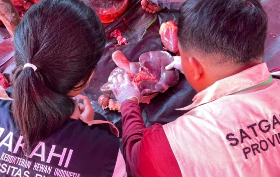 Sebanyak 122 Veteriner Awasi Kurban di 33 Titik, Sapi Banpres Ikut ...