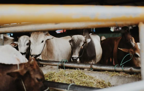 Pemanfaatan Limbah Kurban, Rumen Sapi sebagai Reaktor Biologis Hidup ...