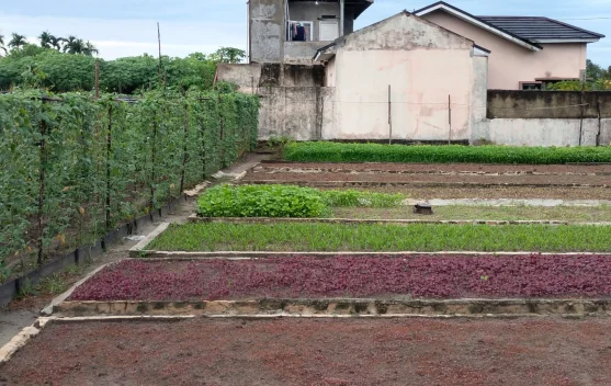 Dari Lahan Sempit Menjadi Kebun Produktif Sumber Ekonomi