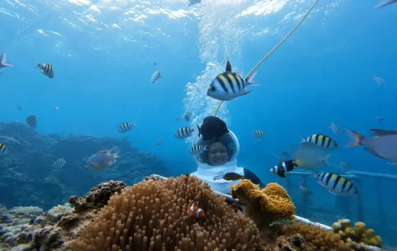 Menjelajahi Keindahan Bawah Laut Sambil Belajar Menjaga Ekosistem