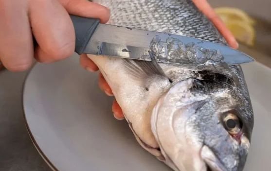 Kenali Jenis Ikan Beracun dan Risiko Mengkonsumsinya
