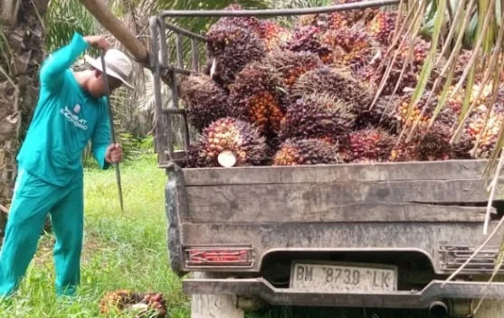 Petani Sawit Riau Pertanyakan Laba Agrinas Rp27,9 Miliar