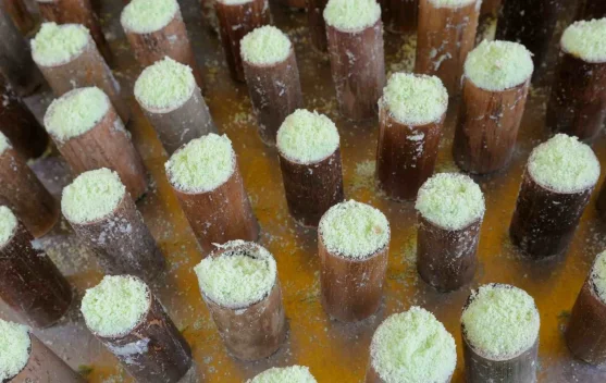 Jajanan Tradisional Putu Bambu  Masih Digemari di Rokan Hilir