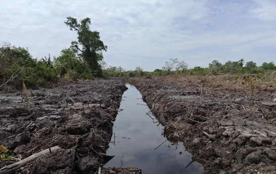 Polda Riau Usut Dugaan Perambahan Hutan Mangrove di Rokan Hilir