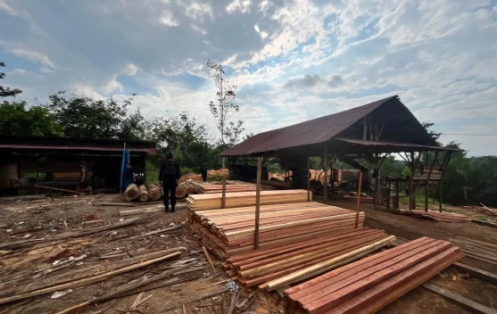 Polda Riau Sita 780 Batang Kayu Hasil Illegal Logging dari Sawmill Ilegal di Kampar