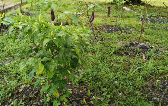 Lahan Pekarangan Produktif Solusi Cerdas Ketahanan Pangan Keluarga