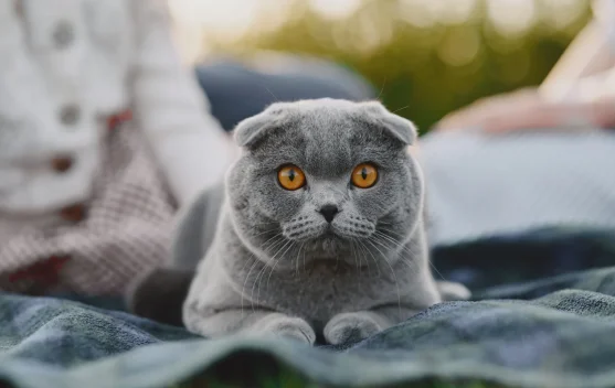 Ras Kucing Paling Populer di Indonesia