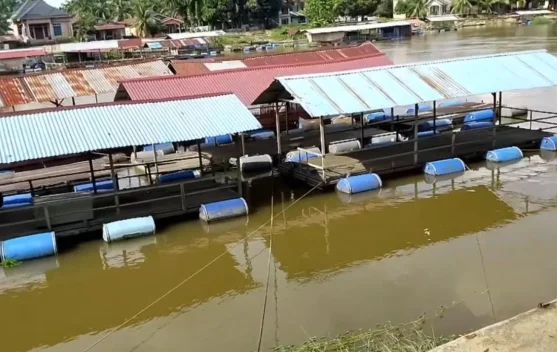 Keramba Apung Desa Buluh Cina Menggerakkan Ekonomi Masyarakat