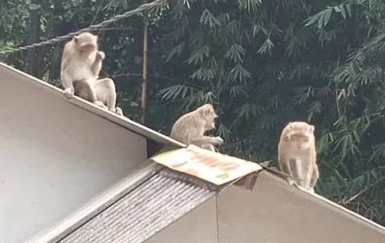 Belasan Warga Tembilahan Jadi Korban Serangan Monyet Liar