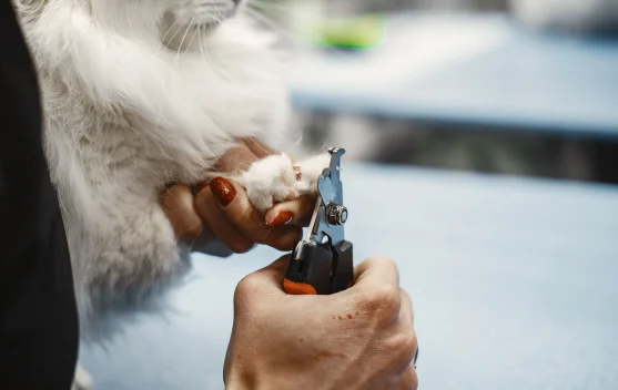 Cara Memotong Kuku Kucing dengan Aman dan Mudah