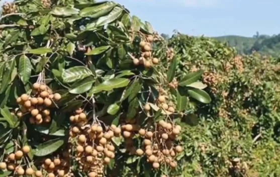 Mengembangkan Usaha Kelengkeng sebagai Komoditas Unggulan Hortikultura Riau
