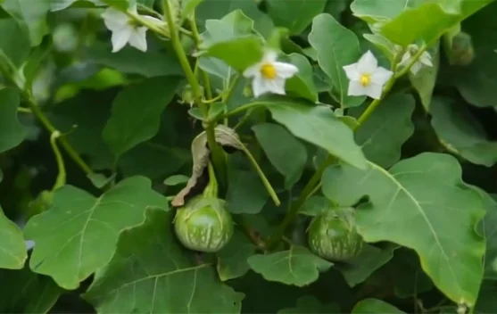 Terong Lalap, Usaha Hortikultura dengan Permintaan Pasar yang Menjanjikan