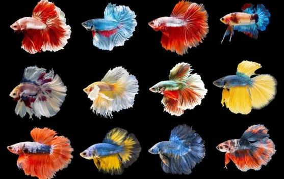 Panduan Memelihara Ikan Cupang agar Tetap Sehat dan Segar