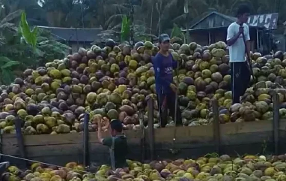 Komoditas kelapa Indragiri Hilir
